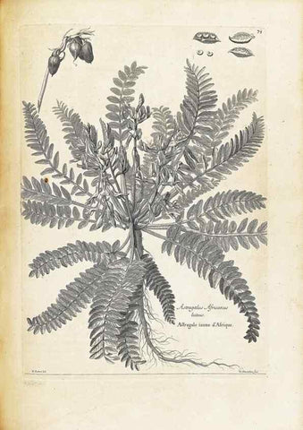 Reproducción/Reproduction 48583631791: [Recueil des plantes dessinées et gravées par ordre du roi Louis XIV].. Paris :Impr. royale,1786. 