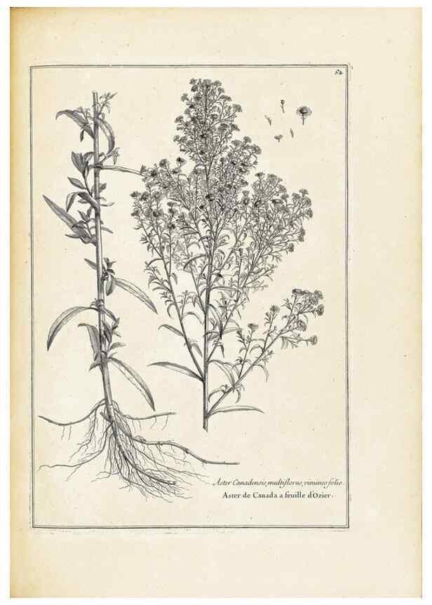 Reproducción/Reproduction 48583628326: [Recueil des plantes dessinées et gravées par ordre du roi Louis XIV].. Paris :Impr. royale,1786. 