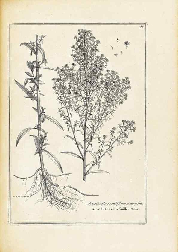 Reproducción/Reproduction 48583628326: [Recueil des plantes dessinées et gravées par ordre du roi Louis XIV].. Paris :Impr. royale,1786. 