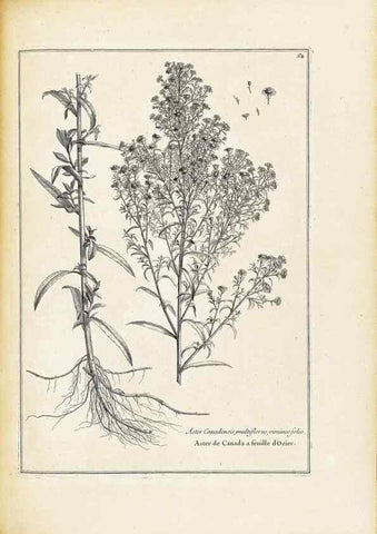Reproducción/Reproduction 48583628326: [Recueil des plantes dessinées et gravées par ordre du roi Louis XIV].. Paris :Impr. royale,1786. 