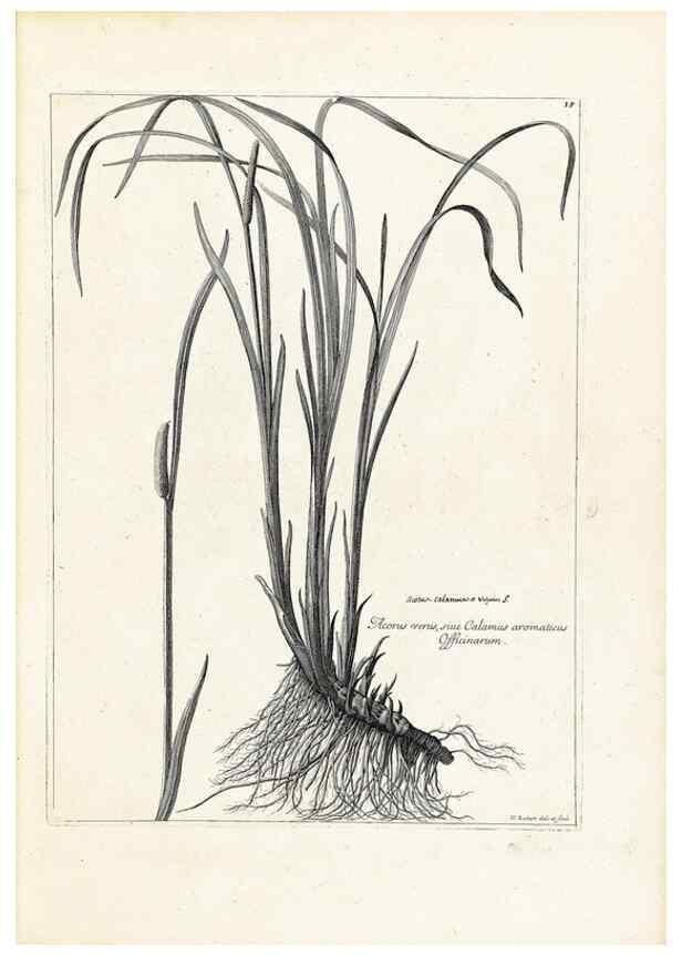 Reproducción/Reproduction 48583755192: [Recueil des plantes dessinées et gravées par ordre du roi Louis XIV].. Paris :Impr. royale,1786. 