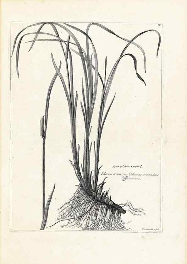 Reproducción/Reproduction 48583755192: [Recueil des plantes dessinées et gravées par ordre du roi Louis XIV].. Paris :Impr. royale,1786. 