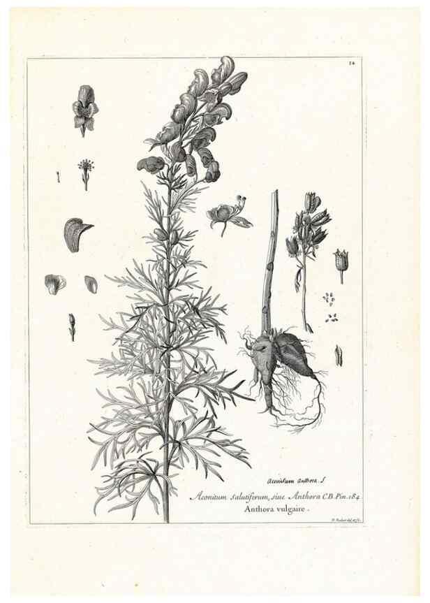 Reproducción/Reproduction 48583602771: [Recueil des plantes dessinées et gravées par ordre du roi Louis XIV].. Paris :Impr. royale,1786. 