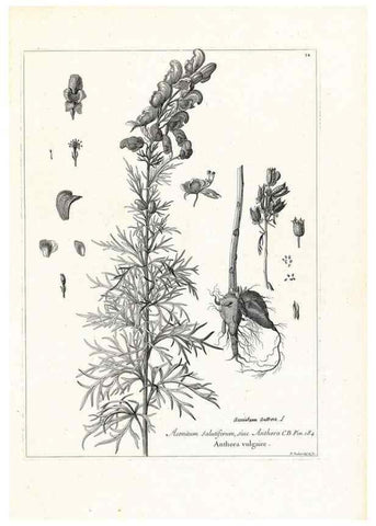 Reproducción/Reproduction 48583602771: [Recueil des plantes dessinées et gravées par ordre du roi Louis XIV].. Paris :Impr. royale,1786. 
