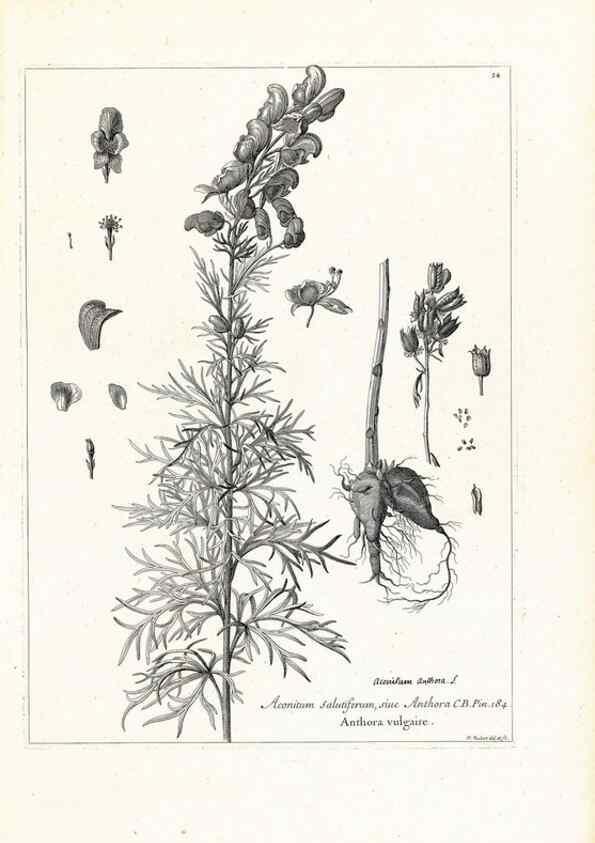Reproducción/Reproduction 48583602771: [Recueil des plantes dessinées et gravées par ordre du roi Louis XIV].. Paris :Impr. royale,1786. 