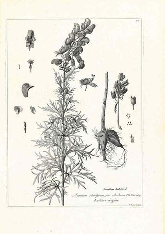 Reproducción/Reproduction 48583602771: [Recueil des plantes dessinées et gravées par ordre du roi Louis XIV].. Paris :Impr. royale,1786. 