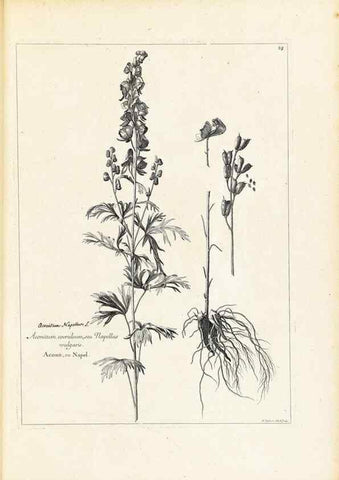 Reproducción/Reproduction 48583602426: [Recueil des plantes dessinées et gravées par ordre du roi Louis XIV].. Paris :Impr. royale,1786. 