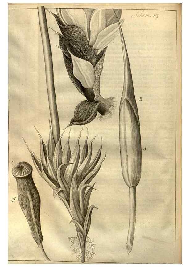 Reproducción/Reproduction 48536250631: Micrographia, or, Some physiological descriptions of minute bodies made by magnifying glasses :. London :Printed by Jo. Martyn and Ja. Allestry, printers to the Royal Society ... ,1665.. 