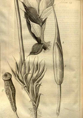 Reproducción/Reproduction 48536250631: Micrographia, or, Some physiological descriptions of minute bodies made by magnifying glasses :. London :Printed by Jo. Martyn and Ja. Allestry, printers to the Royal Society ... ,1665.. 