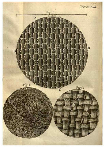 Reproducción/Reproduction 48536398542: Micrographia, or, Some physiological descriptions of minute bodies made by magnifying glasses :. London :Printed by Jo. Martyn and Ja. Allestry, printers to the Royal Society ... ,1665.. 
