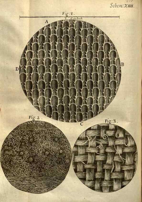 Reproducción/Reproduction 48536398542: Micrographia, or, Some physiological descriptions of minute bodies made by magnifying glasses :. London :Printed by Jo. Martyn and Ja. Allestry, printers to the Royal Society ... ,1665.. 