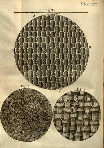 Reproducción/Reproduction 48536398542: Micrographia, or, Some physiological descriptions of minute bodies made by magnifying glasses :. London :Printed by Jo. Martyn and Ja. Allestry, printers to the Royal Society ... ,1665.. 
