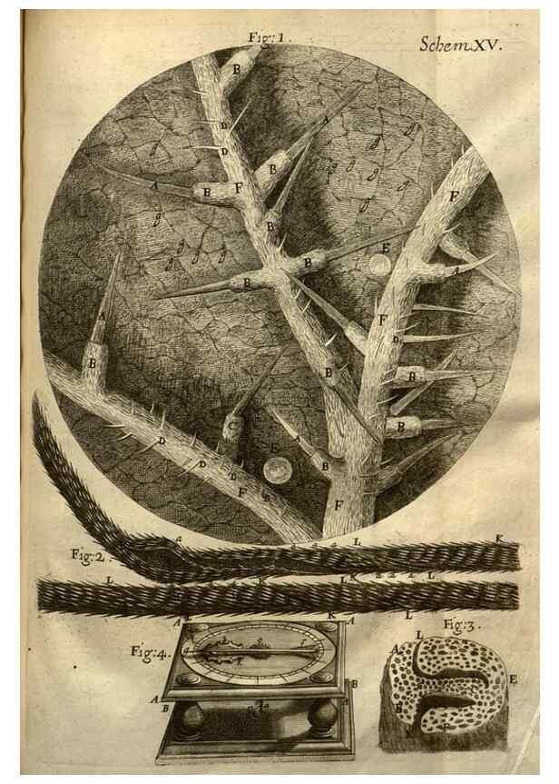 Reproducción/Reproduction 48536399067: Micrographia, or, Some physiological descriptions of minute bodies made by magnifying glasses :. London :Printed by Jo. Martyn and Ja. Allestry, printers to the Royal Society ... ,1665.. 