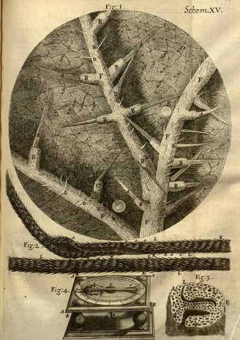 Reproducción/Reproduction 48536399067: Micrographia, or, Some physiological descriptions of minute bodies made by magnifying glasses :. London :Printed by Jo. Martyn and Ja. Allestry, printers to the Royal Society ... ,1665.. 
