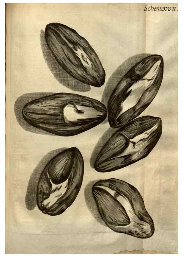 Reproducción/Reproduction 48536252031: Micrographia, or, Some physiological descriptions of minute bodies made by magnifying glasses :. London :Printed by Jo. Martyn and Ja. Allestry, printers to the Royal Society ... ,1665.. 