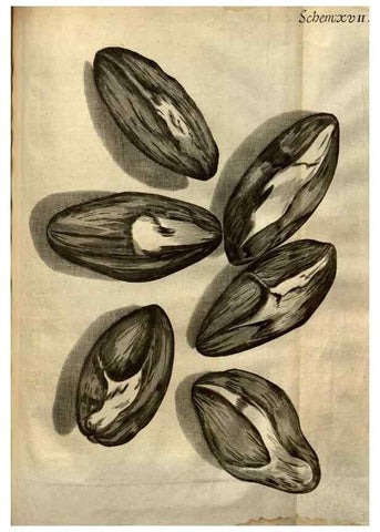 Reproducción/Reproduction 48536252031: Micrographia, or, Some physiological descriptions of minute bodies made by magnifying glasses :. London :Printed by Jo. Martyn and Ja. Allestry, printers to the Royal Society ... ,1665.. 