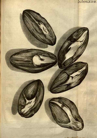 Reproducción/Reproduction 48536252031: Micrographia, or, Some physiological descriptions of minute bodies made by magnifying glasses :. London :Printed by Jo. Martyn and Ja. Allestry, printers to the Royal Society ... ,1665.. 