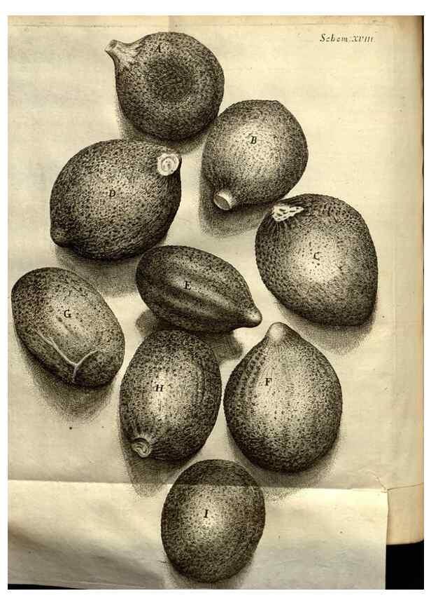 Reproducción/Reproduction 48536399942: Micrographia, or, Some physiological descriptions of minute bodies made by magnifying glasses :. London :Printed by Jo. Martyn and Ja. Allestry, printers to the Royal Society ... ,1665.. 