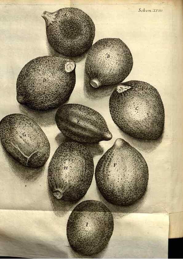 Reproducción/Reproduction 48536399942: Micrographia, or, Some physiological descriptions of minute bodies made by magnifying glasses :. London :Printed by Jo. Martyn and Ja. Allestry, printers to the Royal Society ... ,1665.. 