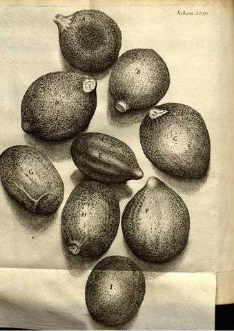 Reproducción/Reproduction 48536399942: Micrographia, or, Some physiological descriptions of minute bodies made by magnifying glasses :. London :Printed by Jo. Martyn and Ja. Allestry, printers to the Royal Society ... ,1665.. 