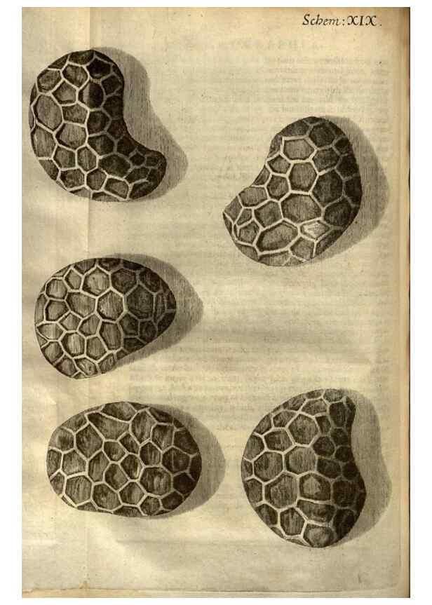 Reproducción/Reproduction 48536252961: Micrographia, or, Some physiological descriptions of minute bodies made by magnifying glasses :. London :Printed by Jo. Martyn and Ja. Allestry, printers to the Royal Society ... ,1665.. 