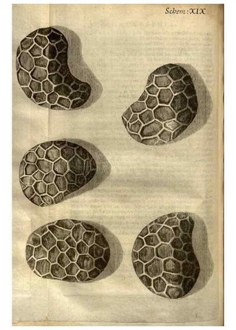 Reproducción/Reproduction 48536252961: Micrographia, or, Some physiological descriptions of minute bodies made by magnifying glasses :. London :Printed by Jo. Martyn and Ja. Allestry, printers to the Royal Society ... ,1665.. 