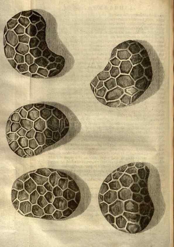 Reproducción/Reproduction 48536252961: Micrographia, or, Some physiological descriptions of minute bodies made by magnifying glasses :. London :Printed by Jo. Martyn and Ja. Allestry, printers to the Royal Society ... ,1665.. 