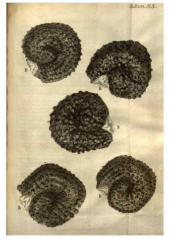 Reproducción/Reproduction 48536253331: Micrographia, or, Some physiological descriptions of minute bodies made by magnifying glasses :. London :Printed by Jo. Martyn and Ja. Allestry, printers to the Royal Society ... ,1665.. 