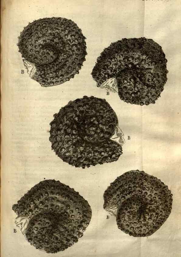 Reproducción/Reproduction 48536253331: Micrographia, or, Some physiological descriptions of minute bodies made by magnifying glasses :. London :Printed by Jo. Martyn and Ja. Allestry, printers to the Royal Society ... ,1665.. 