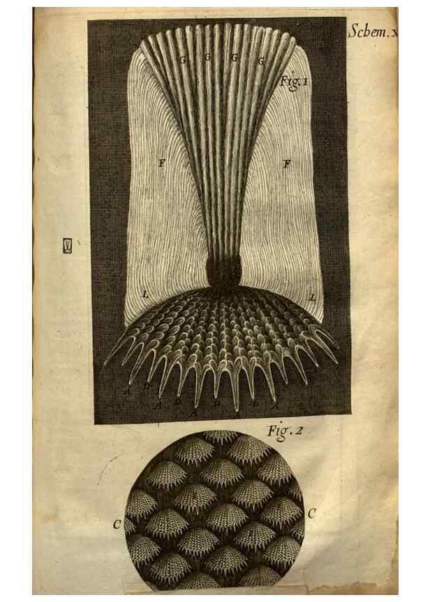 Reproducción/Reproduction 48536401137: Micrographia, or, Some physiological descriptions of minute bodies made by magnifying glasses :. London :Printed by Jo. Martyn and Ja. Allestry, printers to the Royal Society ... ,1665.. 