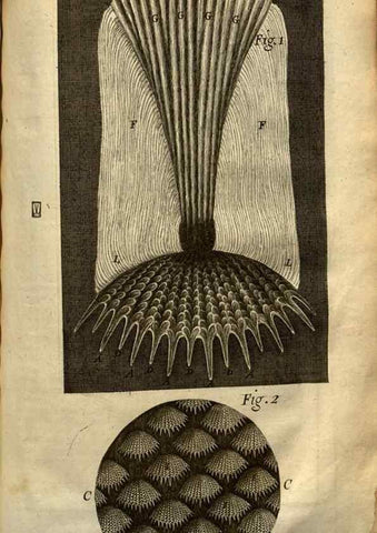 Reproducción/Reproduction 48536401137: Micrographia, or, Some physiological descriptions of minute bodies made by magnifying glasses :. London :Printed by Jo. Martyn and Ja. Allestry, printers to the Royal Society ... ,1665.. 