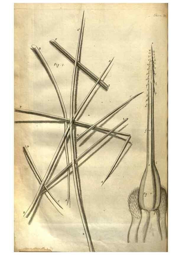 Reproducción/Reproduction 48536254031: Micrographia, or, Some physiological descriptions of minute bodies made by magnifying glasses :. London :Printed by Jo. Martyn and Ja. Allestry, printers to the Royal Society ... ,1665.. 