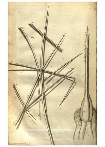 Reproducción/Reproduction 48536254031: Micrographia, or, Some physiological descriptions of minute bodies made by magnifying glasses :. London :Printed by Jo. Martyn and Ja. Allestry, printers to the Royal Society ... ,1665.. 