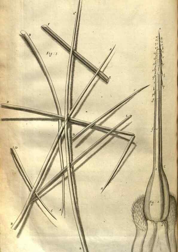 Reproducción/Reproduction 48536254031: Micrographia, or, Some physiological descriptions of minute bodies made by magnifying glasses :. London :Printed by Jo. Martyn and Ja. Allestry, printers to the Royal Society ... ,1665.. 