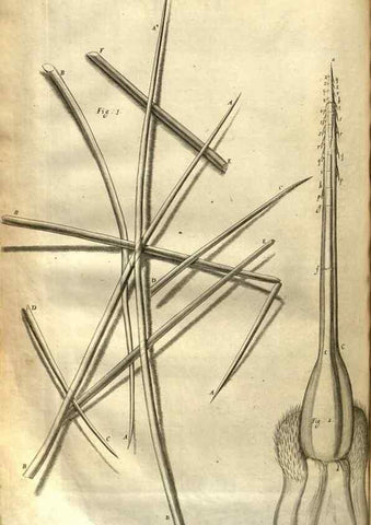 Reproducción/Reproduction 48536254031: Micrographia, or, Some physiological descriptions of minute bodies made by magnifying glasses :. London :Printed by Jo. Martyn and Ja. Allestry, printers to the Royal Society ... ,1665.. 