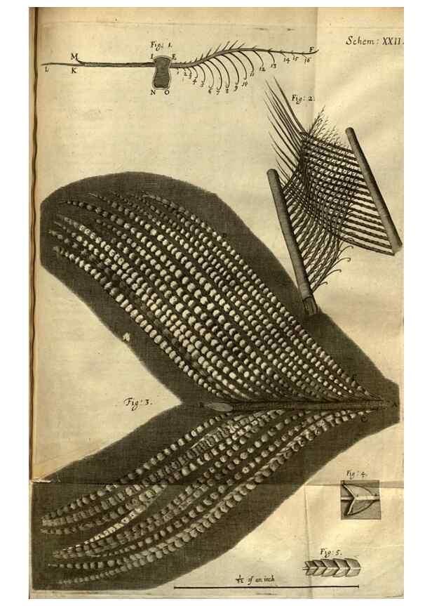 Reproducción/Reproduction 48536254486: Micrographia, or, Some physiological descriptions of minute bodies made by magnifying glasses :. London :Printed by Jo. Martyn and Ja. Allestry, printers to the Royal Society ... ,1665.. 