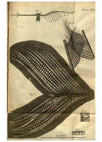 Reproducción/Reproduction 48536254486: Micrographia, or, Some physiological descriptions of minute bodies made by magnifying glasses :. London :Printed by Jo. Martyn and Ja. Allestry, printers to the Royal Society ... ,1665.. 