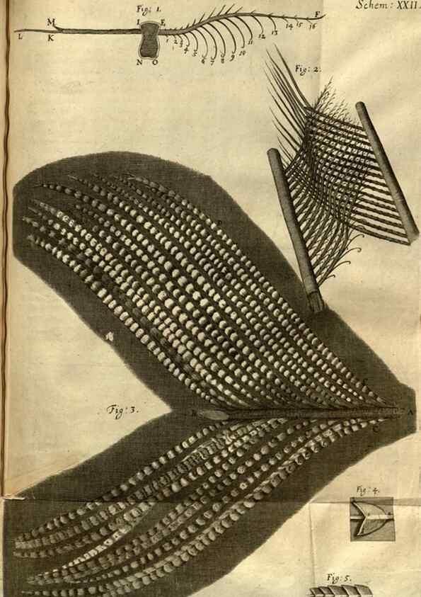 Reproducción/Reproduction 48536254486: Micrographia, or, Some physiological descriptions of minute bodies made by magnifying glasses :. London :Printed by Jo. Martyn and Ja. Allestry, printers to the Royal Society ... ,1665.. 