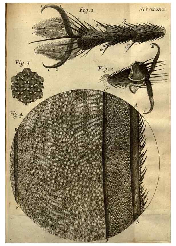 Reproducción/Reproduction 48536254841: Micrographia, or, Some physiological descriptions of minute bodies made by magnifying glasses :. London :Printed by Jo. Martyn and Ja. Allestry, printers to the Royal Society ... ,1665.. 
