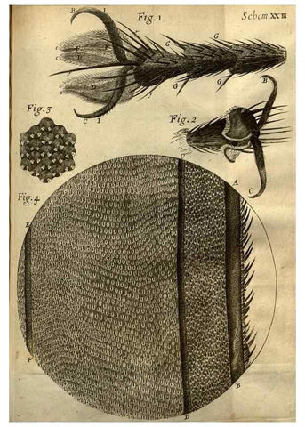 Reproducción/Reproduction 48536254841: Micrographia, or, Some physiological descriptions of minute bodies made by magnifying glasses :. London :Printed by Jo. Martyn and Ja. Allestry, printers to the Royal Society ... ,1665.. 