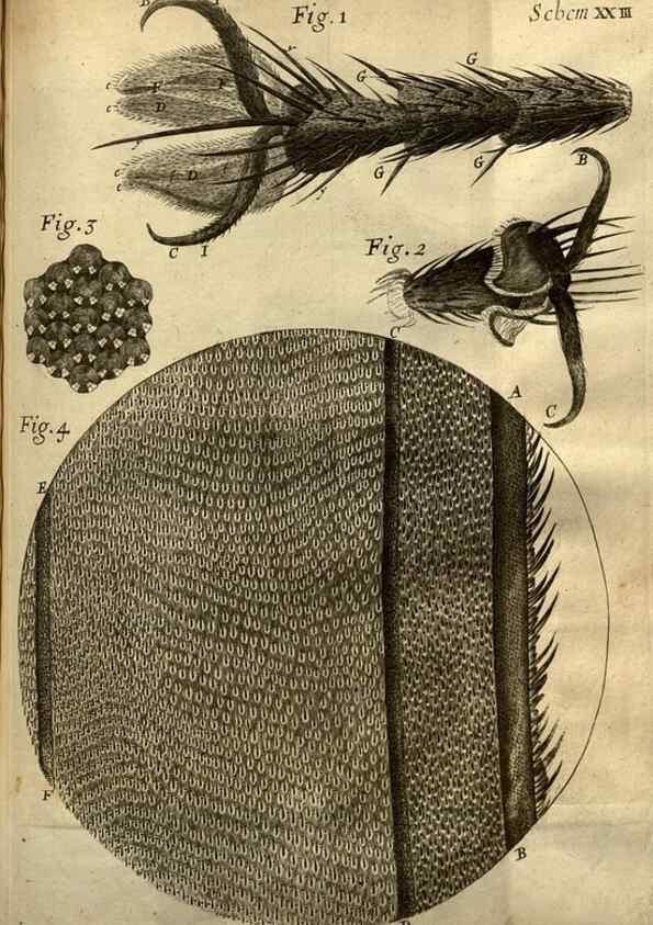 Reproducción/Reproduction 48536254841: Micrographia, or, Some physiological descriptions of minute bodies made by magnifying glasses :. London :Printed by Jo. Martyn and Ja. Allestry, printers to the Royal Society ... ,1665.. 