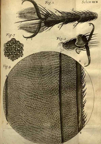 Reproducción/Reproduction 48536254841: Micrographia, or, Some physiological descriptions of minute bodies made by magnifying glasses :. London :Printed by Jo. Martyn and Ja. Allestry, printers to the Royal Society ... ,1665.. 