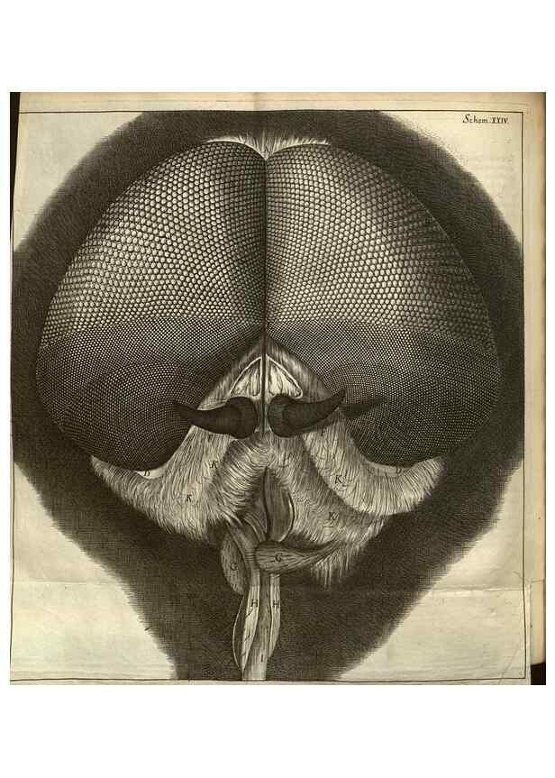 Reproducción/Reproduction 48536255316: Micrographia, or, Some physiological descriptions of minute bodies made by magnifying glasses :. London :Printed by Jo. Martyn and Ja. Allestry, printers to the Royal Society ... ,1665.. 
