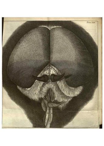Reproducción/Reproduction 48536255316: Micrographia, or, Some physiological descriptions of minute bodies made by magnifying glasses :. London :Printed by Jo. Martyn and Ja. Allestry, printers to the Royal Society ... ,1665.. 