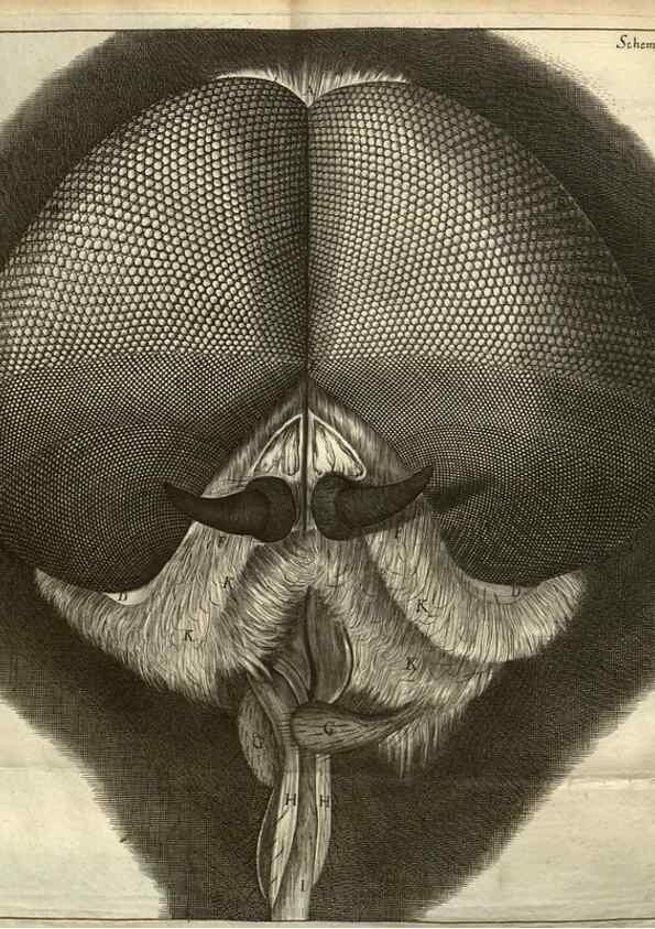 Reproducción/Reproduction 48536255316: Micrographia, or, Some physiological descriptions of minute bodies made by magnifying glasses :. London :Printed by Jo. Martyn and Ja. Allestry, printers to the Royal Society ... ,1665.. 