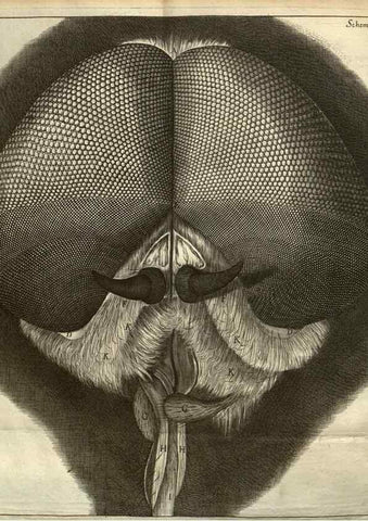 Reproducción/Reproduction 48536255316: Micrographia, or, Some physiological descriptions of minute bodies made by magnifying glasses :. London :Printed by Jo. Martyn and Ja. Allestry, printers to the Royal Society ... ,1665.. 