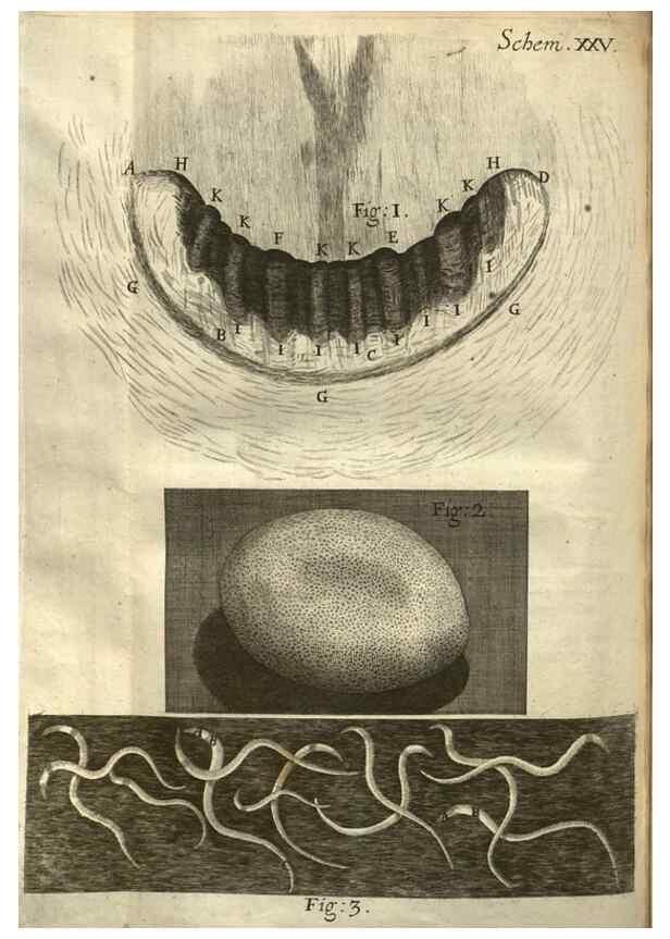 Reproducción/Reproduction 48536403037: Micrographia, or, Some physiological descriptions of minute bodies made by magnifying glasses :. London :Printed by Jo. Martyn and Ja. Allestry, printers to the Royal Society ... ,1665.. 