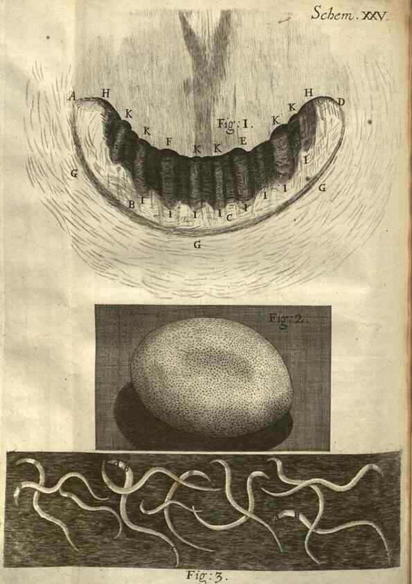 Reproducción/Reproduction 48536403037: Micrographia, or, Some physiological descriptions of minute bodies made by magnifying glasses :. London :Printed by Jo. Martyn and Ja. Allestry, printers to the Royal Society ... ,1665.. 