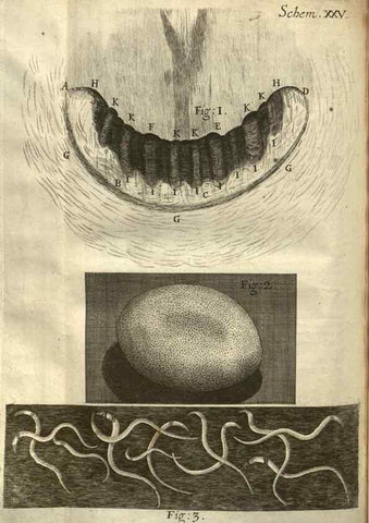 Reproducción/Reproduction 48536403037: Micrographia, or, Some physiological descriptions of minute bodies made by magnifying glasses :. London :Printed by Jo. Martyn and Ja. Allestry, printers to the Royal Society ... ,1665.. 