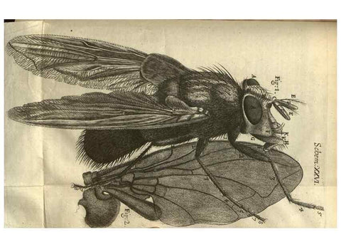 Reproducción/Reproduction 48536403367: Micrographia, or, Some physiological descriptions of minute bodies made by magnifying glasses :. London :Printed by Jo. Martyn and Ja. Allestry, printers to the Royal Society ... ,1665.. 